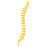 Fenn Chiropractic logo