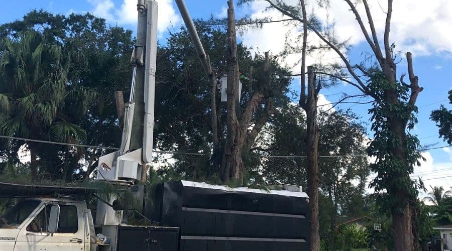 Tree Techs Professional Arbor Care Inc. tree services in Pembroke Pines, FL - photo 5