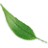Specialized Tree Care logo