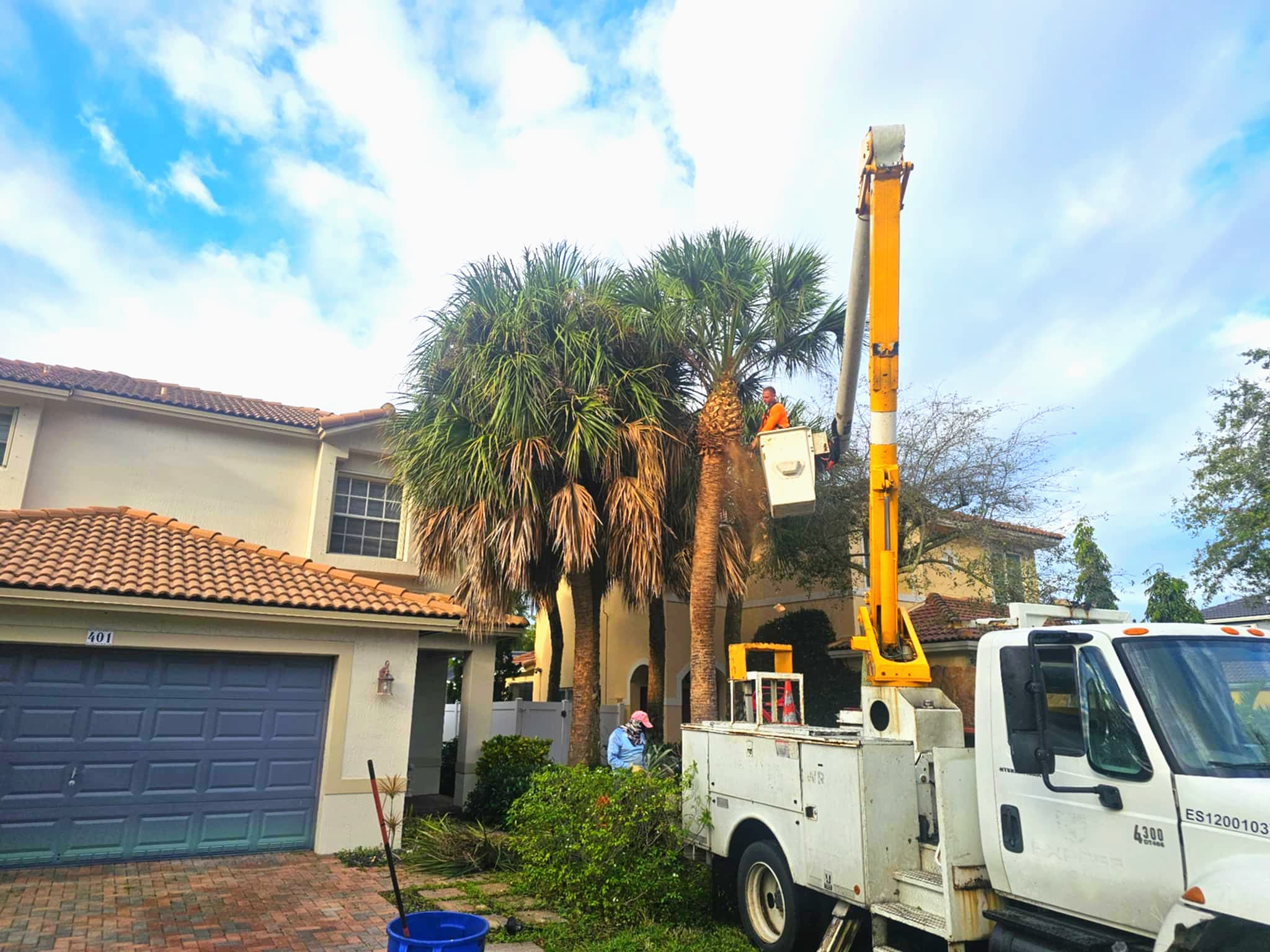 Tree removal
