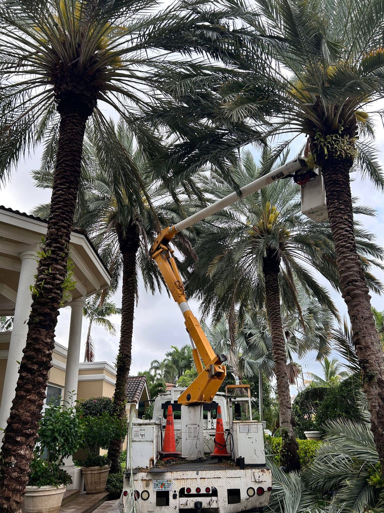 Tree trimming